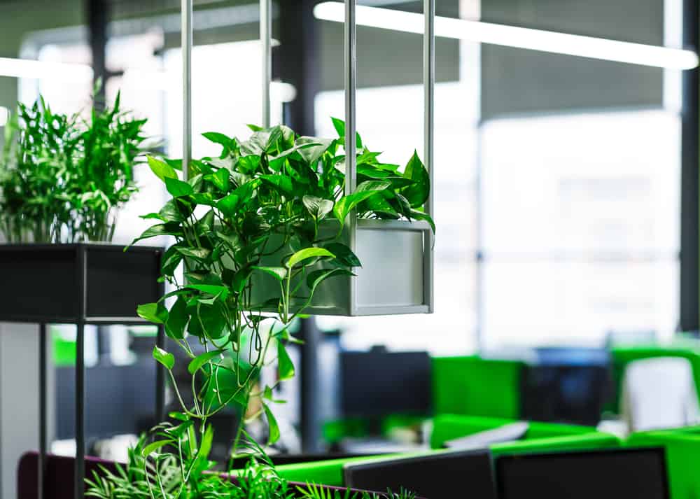 a good commercial office renovation idea is to add plants